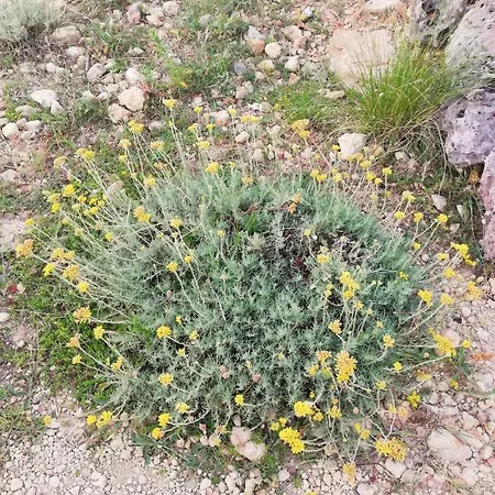 Majstorovic Appartement *