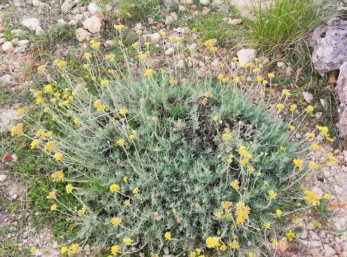 Majstorovic شقة *