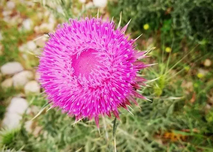 Majstorovic شقة سيلين