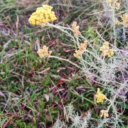 아파트 Majstorovic