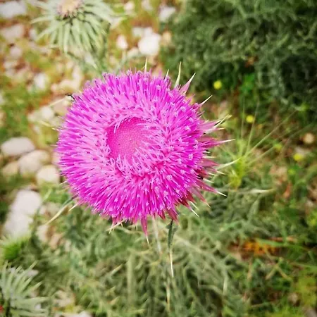 Majstorovic 아파트 셀리네