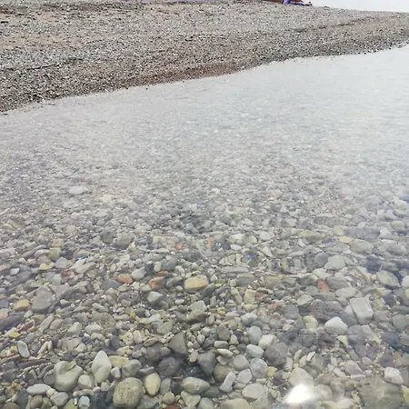 Majstorovic * 셀리네